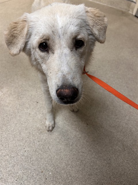 Shelter Stray Female Dog last seen Near BLOCK VAN BUREN BLVD, JURUPA VALLEY CA 92509, 6851 Van Buren Boulevard, Jurupa Valley, CA 92509, USA