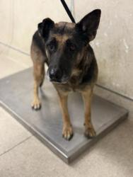 Shelter Stray Female Dog last seen Near BLOCK HUNTER ST, PERRIS, CA, 6851 Van Buren Boulevard, Jurupa Valley, CA 92509, USA