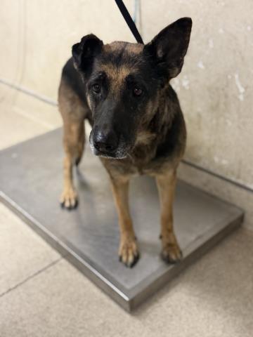 Shelter Stray Female Dog last seen Near BLOCK HUNTER ST, PERRIS, CA, 6851 Van Buren Boulevard, Jurupa Valley, CA 92509, USA