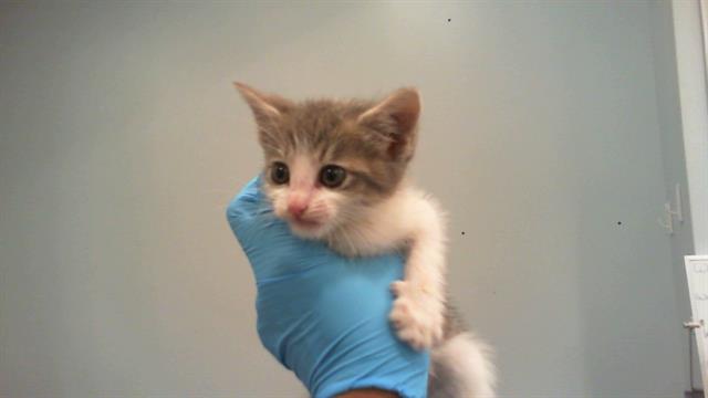 Shelter Stray Male Cat last seen CHARLOTTE, 8315 Byrum Dr, Charlotte, NC 28217, USA