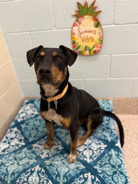 Shelter Stray Male Dog last seen Near BLOCK QUEBEC PKWY 80022, 12155 Park Blvd, Brighton, CO 80601, USA