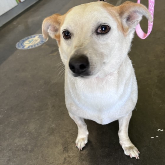 Shelter Stray Female Dog last seen , 1850 W 60th St, Los Angeles, CA 90047, USA