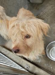 Shelter Stray Male Dog last seen , 1850 W 60th St, Los Angeles, CA 90047, USA