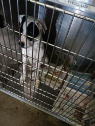 Shelter Stray Female Dog last seen , 1850 W 60th St, Los Angeles, CA 90047, USA