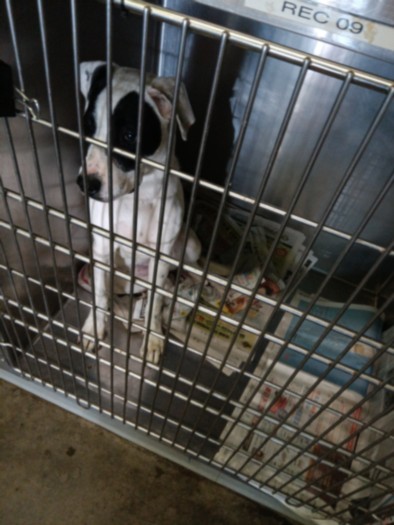 Shelter Stray Female Dog last seen , 1850 W 60th St, Los Angeles, CA 90047, USA