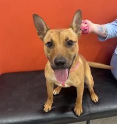 Shelter Stray Female Dog last seen Near BLOCK DUMESNIL ST (22ND & DUMESNIL), 3528 Newburg Rd, Louisville, KY 40218, USA