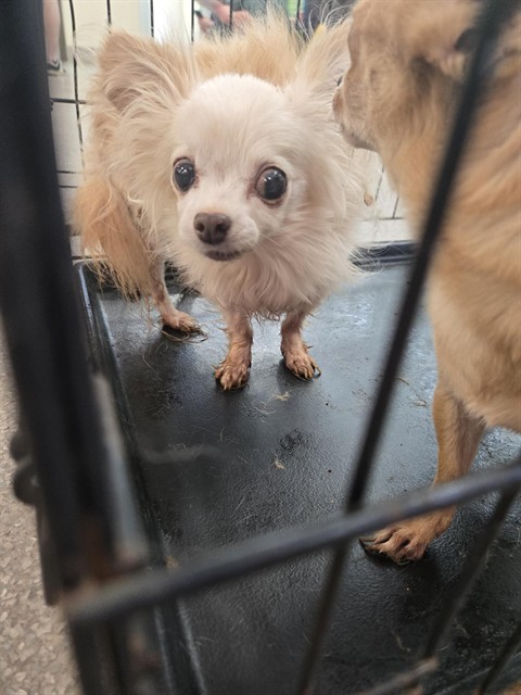 Shelter Stray Male Dog last seen Near BLOCK PENILE RD, 3528 Newburg Rd, Louisville, KY 40218, USA