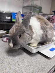 Shelter Stray Female Other last seen W STOCKTON BLVD / LEWIS STEIN RD, 9150 Union Park Way, Elk Grove, CA 95624, USA