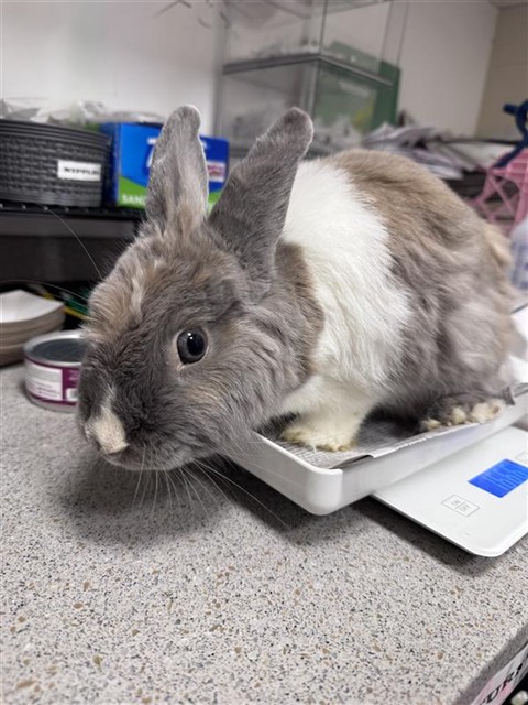 Shelter Stray Female Other last seen W STOCKTON BLVD / LEWIS STEIN RD, 9150 Union Park Way, Elk Grove, CA 95624, USA
