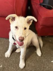 Shelter Stray Male Dog last seen Near BLOCK SWAINSBORO DRIVE, 3528 Newburg Rd, Louisville, KY 40218, USA