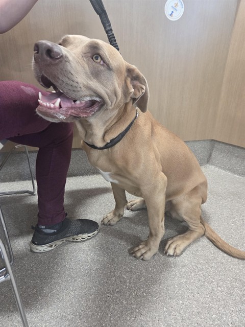 Shelter Stray Female Dog last seen Near BLOCK E. HILL STREET, 3528 Newburg Rd, Louisville, KY 40218, USA
