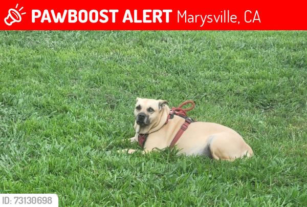 Lost Female Dog last seen Arboga Rd, Marysville, CA 95901