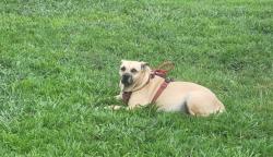 Lost Female Dog last seen Arboga Rd, Marysville, CA 95901