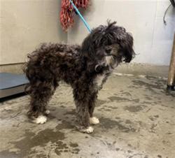 Shelter Stray Female Dog last seen , 600 Aviation Dr, Camarillo, CA 93010, USA