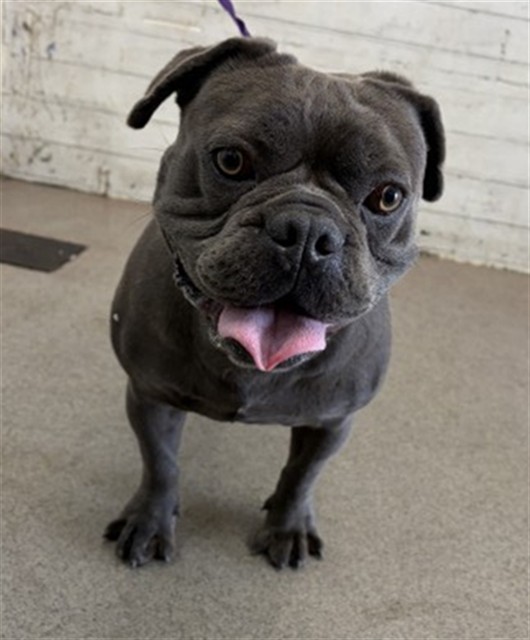 Shelter Stray Male Dog last seen N WATERMAN AVE X BASELINE ST, 333 Chandler Pl, San Bernardino, CA 92408, USA