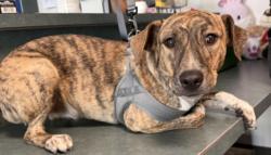Shelter Stray Female Dog last seen , West Valley Animal Shelter, 20655 Plummer St, Chatsworth, CA 91311, USA