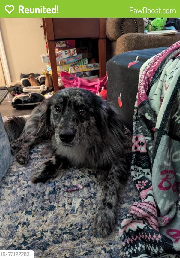 Reunited Male Dog last seen Limestone Dr finleyville pa, Union Township, PA 15332
