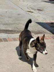 Shelter Stray Male Dog last seen , 957 N Gaffey St, San Pedro, CA 90731, USA