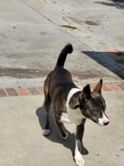Shelter Stray Male Dog last seen , 957 N Gaffey St, San Pedro, CA 90731, USA