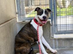 Shelter Stray Female Dog last seen , 957 N Gaffey St, San Pedro, CA 90731, USA