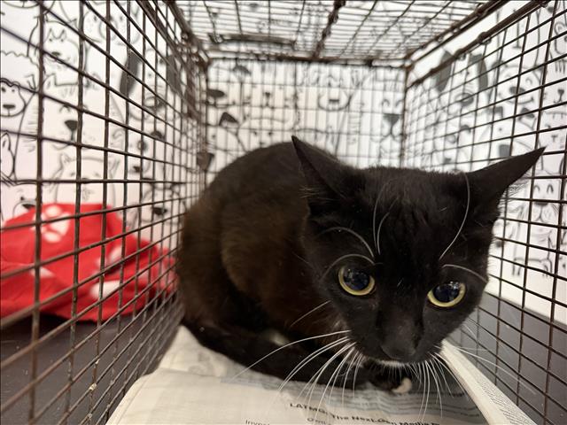 Shelter Stray Female Cat last seen , 957 N Gaffey St, San Pedro, CA 90731, USA