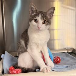 Shelter Stray Unknown Cat last seen PACIFICA/SPECTRUM, 6443 Oak Canyon, Irvine, CA 92618, USA