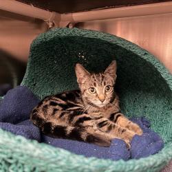 Shelter Stray Female Cat last seen IRVINE CENTER DR/ANTIVO, 92618, 6443 Oak Canyon, Irvine, CA 92618, USA