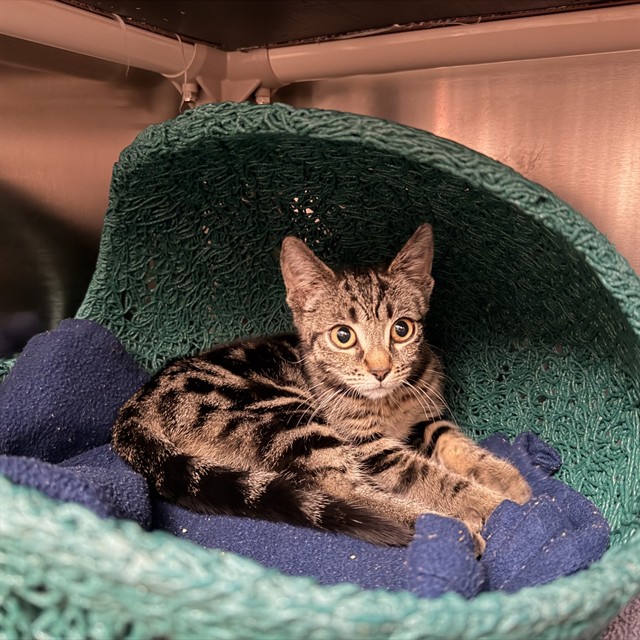 Shelter Stray Female Cat last seen IRVINE CENTER DR/ANTIVO, 92618, 6443 Oak Canyon, Irvine, CA 92618, USA