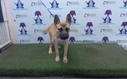 Shelter Stray Male Dog last seen , 2769 Conroy Rd, Orlando, FL 32839, USA