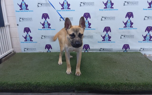 Shelter Stray Male Dog last seen , 2769 Conroy Rd, Orlando, FL 32839, USA
