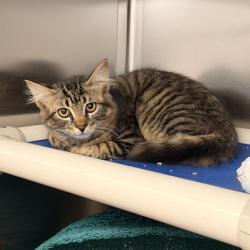 Shelter Stray Male Cat last seen HARVARD/WALNUT, 6443 Oak Canyon, Irvine, CA 92618, USA