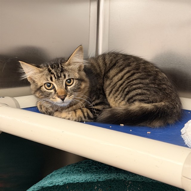 Shelter Stray Male Cat last seen HARVARD/WALNUT, 6443 Oak Canyon, Irvine, CA 92618, USA