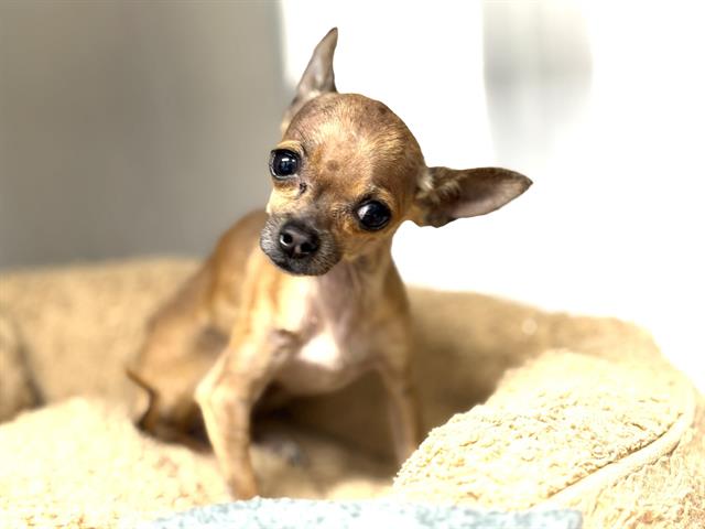 Shelter Stray Female Dog last seen TARGET LOMAS AND WYMONING, 8920 Lomas Blvd NE, Albuquerque, NM 87112, USA