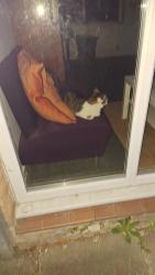 Reunited Female Cat last seen Dartmouth crescent, Greater Manchester, England SK5 8BG