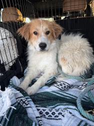 Reunited Female Dog last seen Milton and Santa Clara Ave, San Mateo County, CA 94061