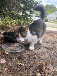 Found/Stray Unknown Cat last seen Clark Point & Oregon Trail. Off River Watch Pkwy, Martinez, GA 30907