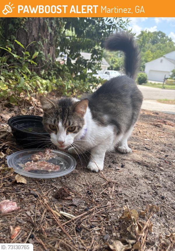 Found/Stray Unknown Cat last seen Clark Point & Oregon Trail. Off River Watch Pkwy, Martinez, GA 30907