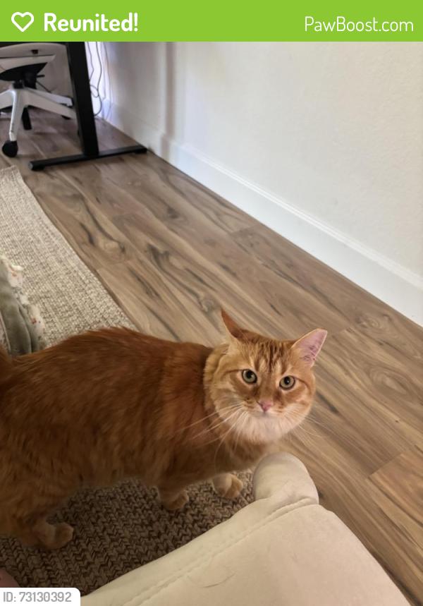 Reunited Male Cat last seen Near Meadowbrook Cmn, Fremont, CA 94536