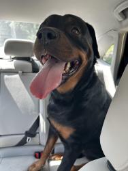 Reunited Female Dog last seen Hampton and Nagel, St. Louis, MO 63139