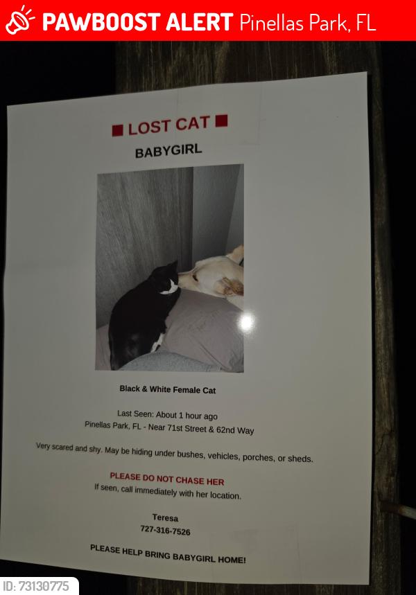 Lost Female Cat last seen 71st av, davis field, Nina Harris school,, Pinellas Park, FL 33781