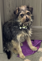 Lost Male Dog last seen Janss Marketplace Mall, Thousand Oaks, Thousand Oaks, CA 91361