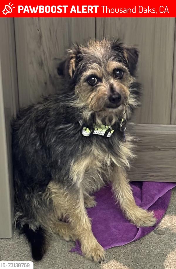 Lost Male Dog last seen Janss Marketplace Mall, Thousand Oaks, Thousand Oaks, CA 91361