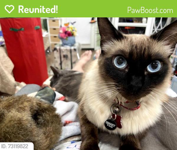 Reunited Female Cat last seen Valley view and cornishcrest, Whittier, CA 90604