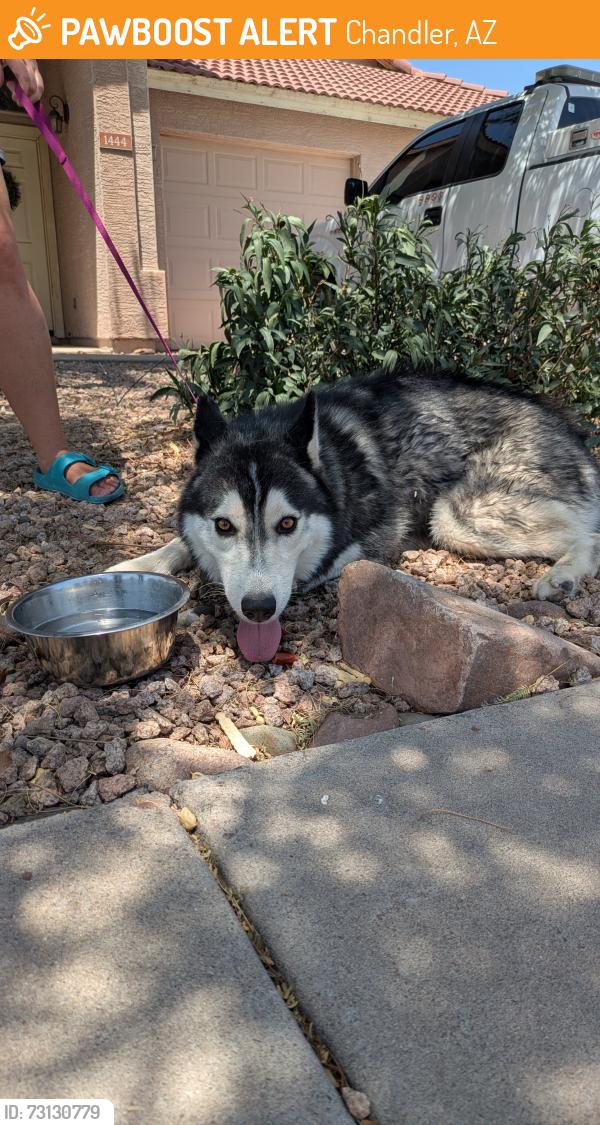 Found/Stray Male Dog last seen Newport st and Tyson st, Chandler, AZ 85225