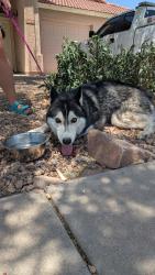 Found/Stray Male Dog last seen Newport st and Tyson st, Chandler, AZ 85225