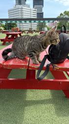 Reunited Male Cat last seen Near Celebration Square, grand ovation apmt, Mississauga, ON 