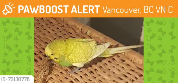 Found/Stray Male Bird last seen Clark Park, Vancouver, BC V5N 2C9