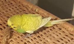 Found/Stray Male Bird last seen Clark Park, Vancouver, BC V5N 2C9