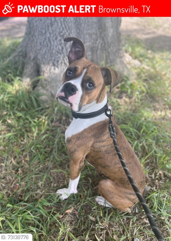 Lost Female Dog last seen Timber and McKenzie, Brownsville, TX 78521