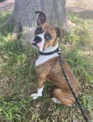 Lost Female Dog last seen Timber and McKenzie, Brownsville, TX 78521